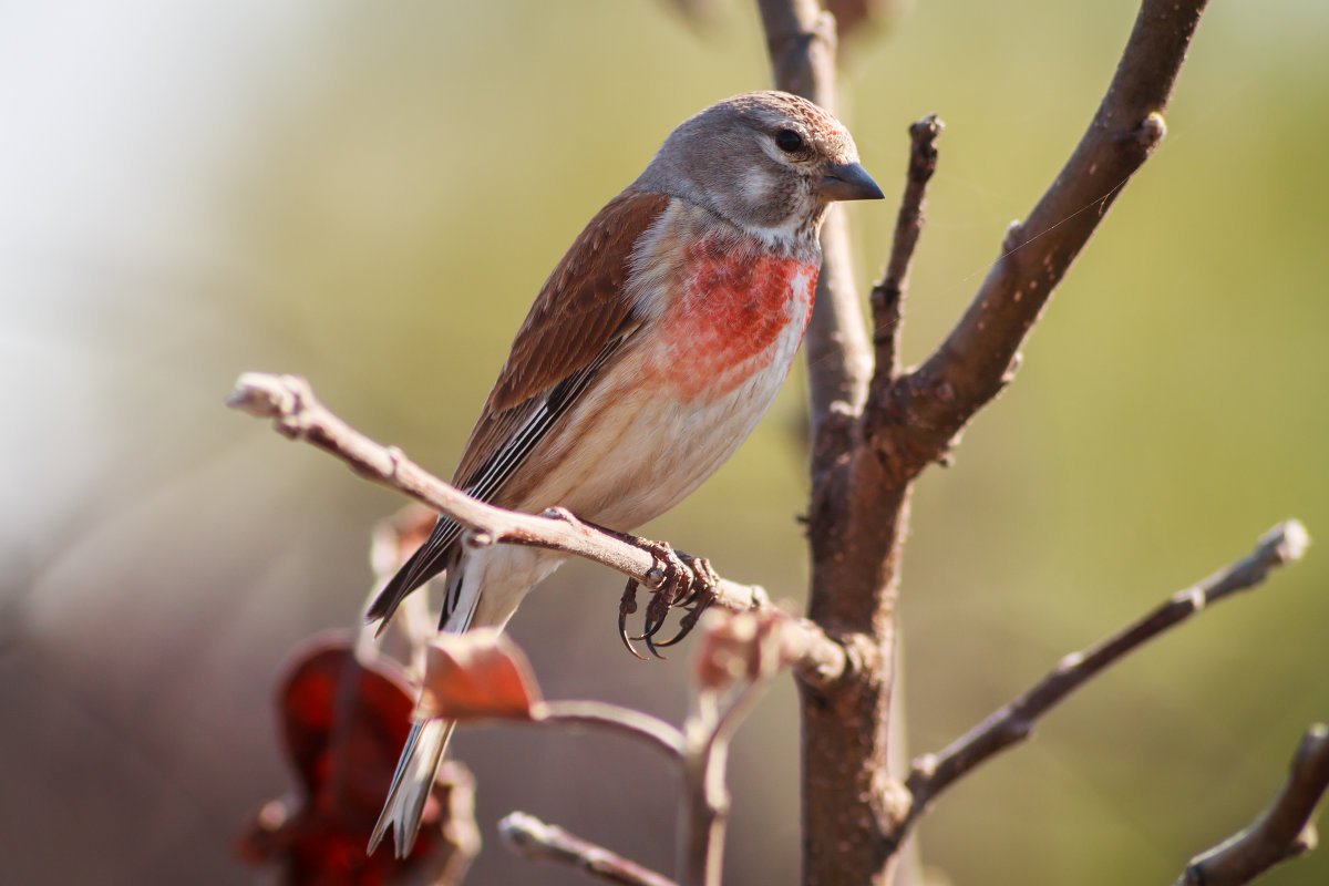 Камышевка кустарниковая