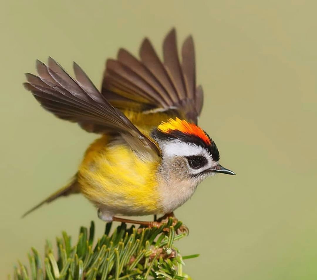 Горихвостка Приморский край