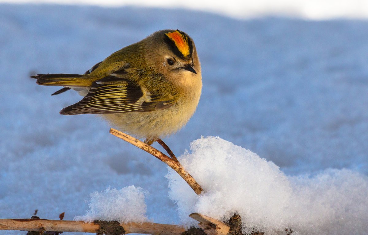 Серая мухоловка зимой