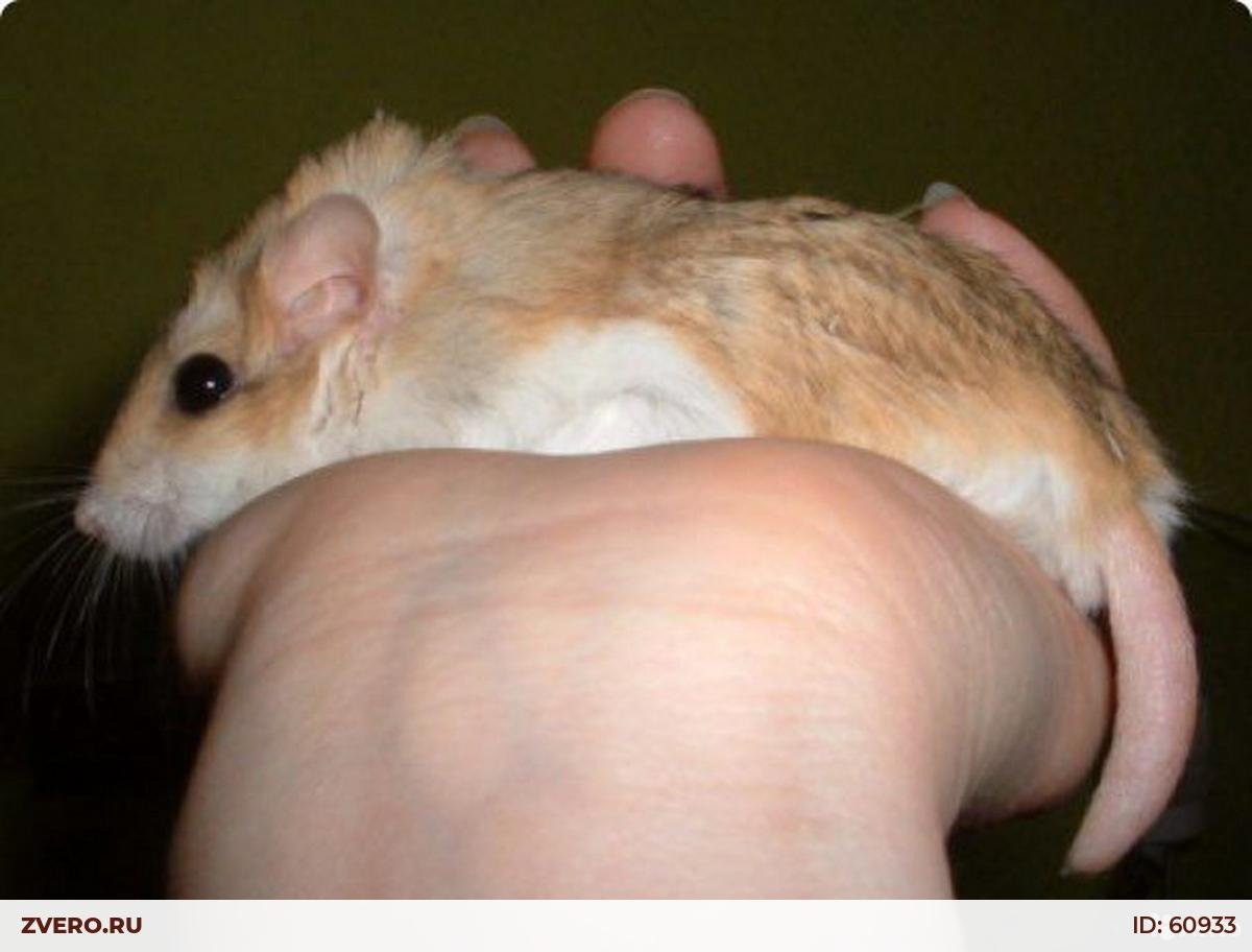 Толстохвостая Песчанка