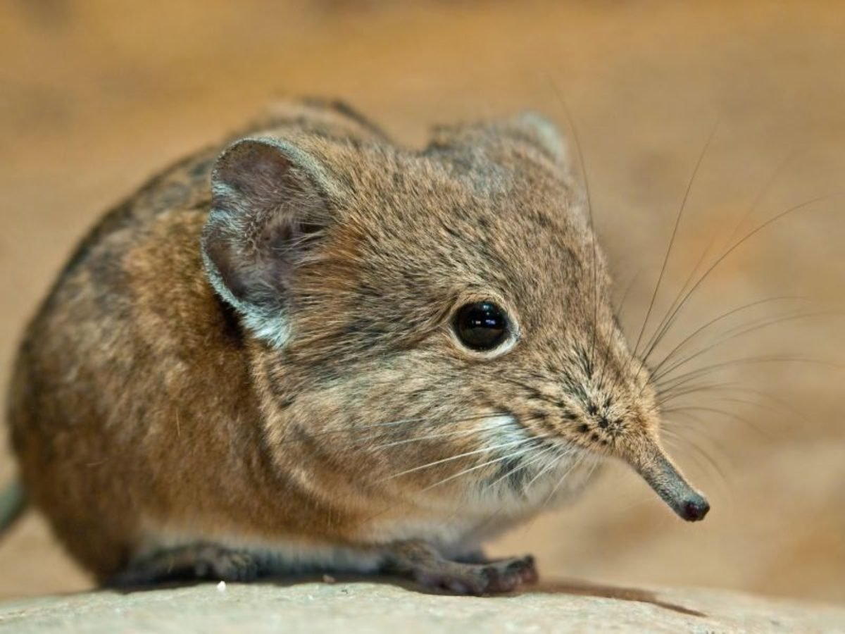 Землеройка бурозубка