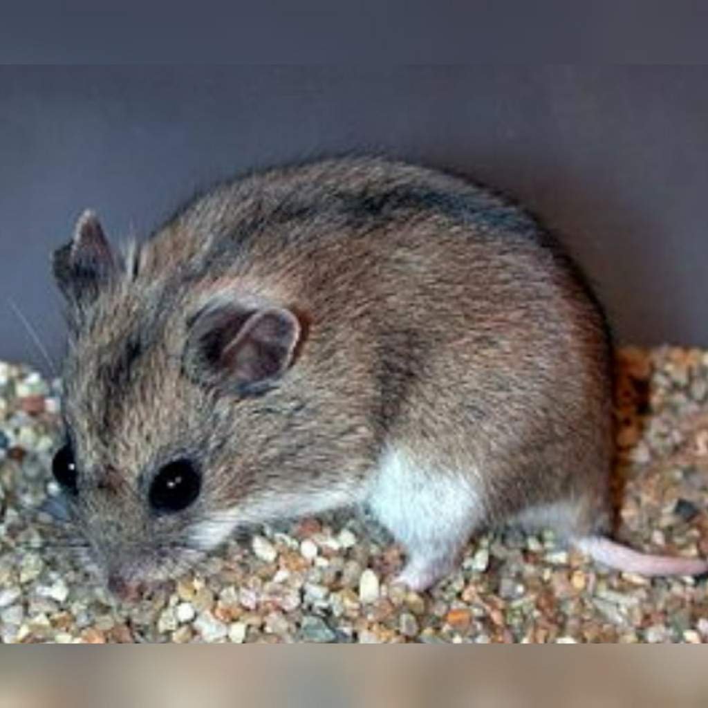 Даурский хомячок (Cricetulus Barabensis)