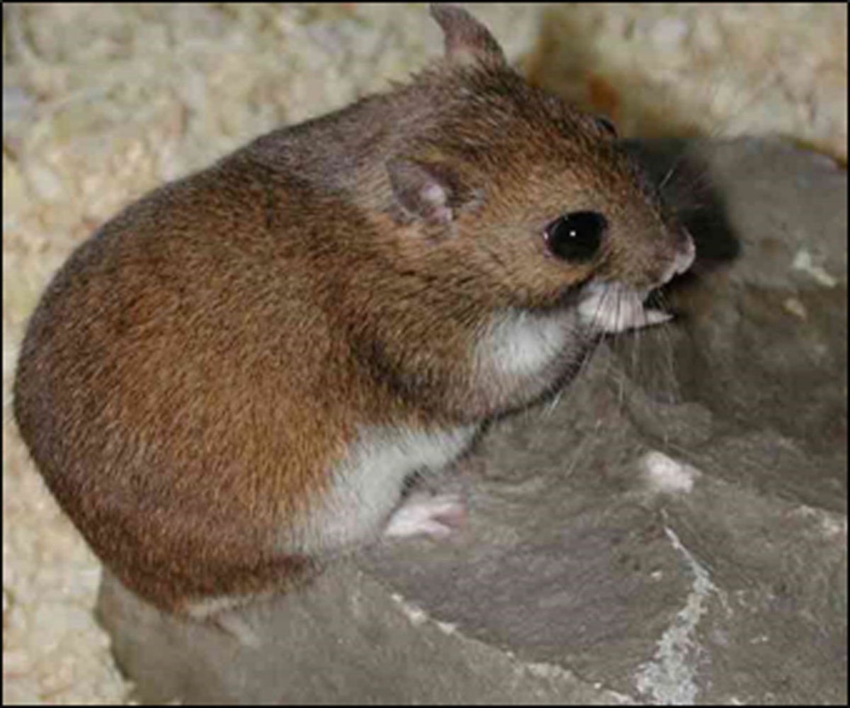 Хомячок Эверсманна (Allocricetulus eversmanni)