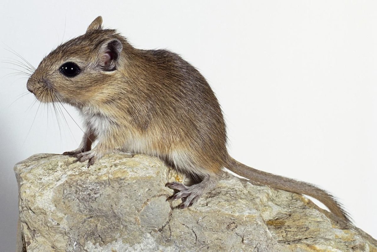 Песчанка агути