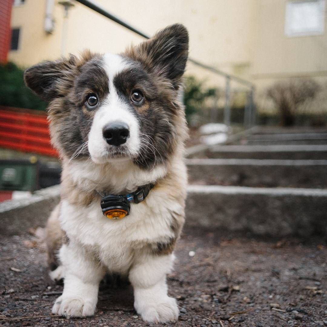 Вельш-корги-кардиган Флафф