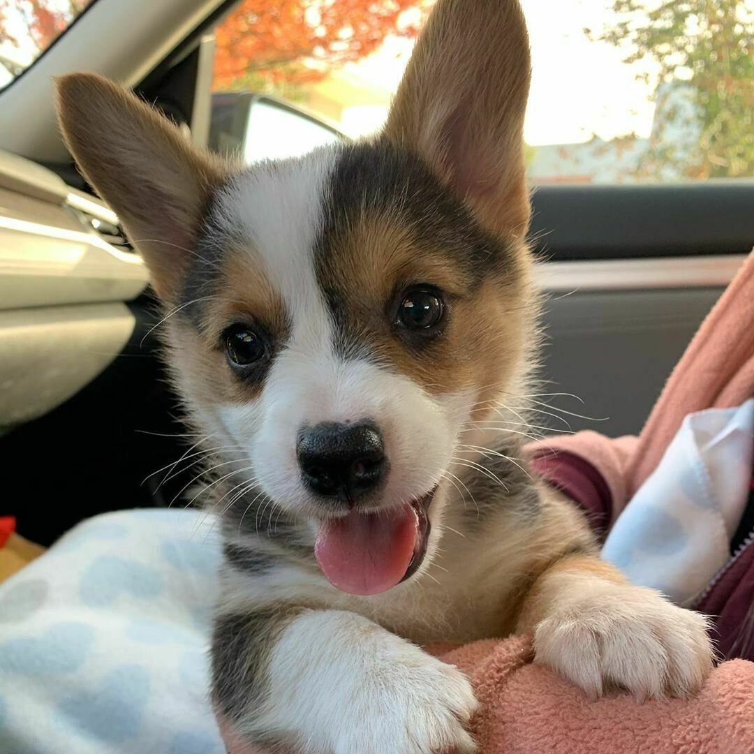 Корги кардиган блюмирель