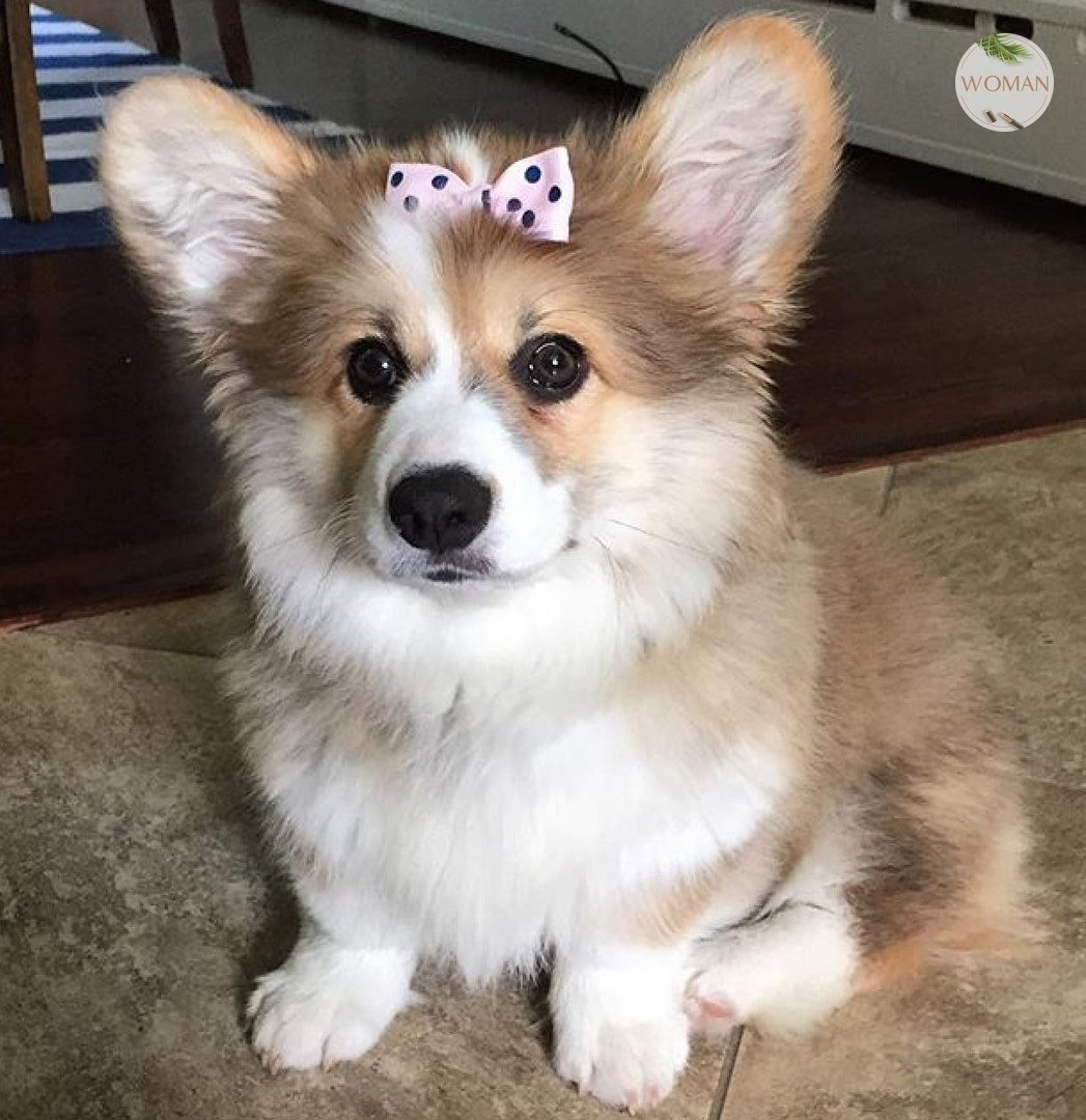 Вельш корги кардиган флаффи