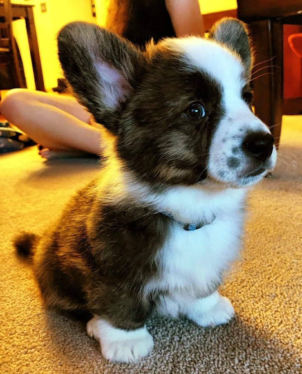 Корги кардиган флаффи тигровый