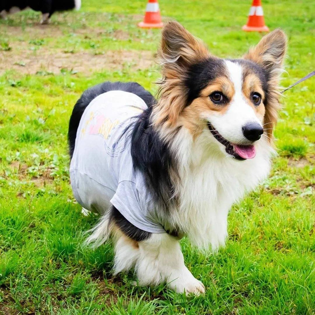 Корги кардиган флаффи