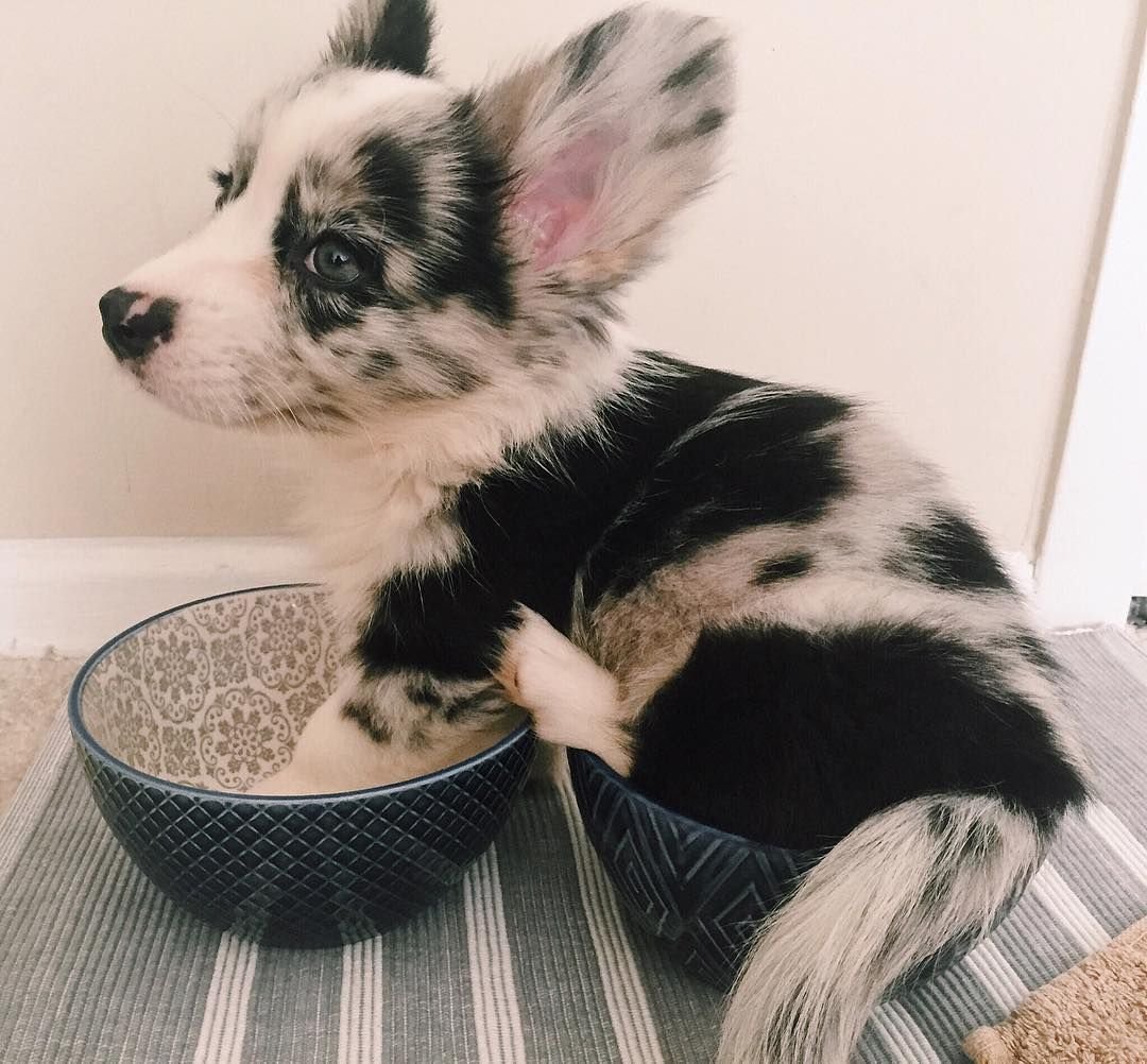 Корги кардиган Блю Мерль флаффи