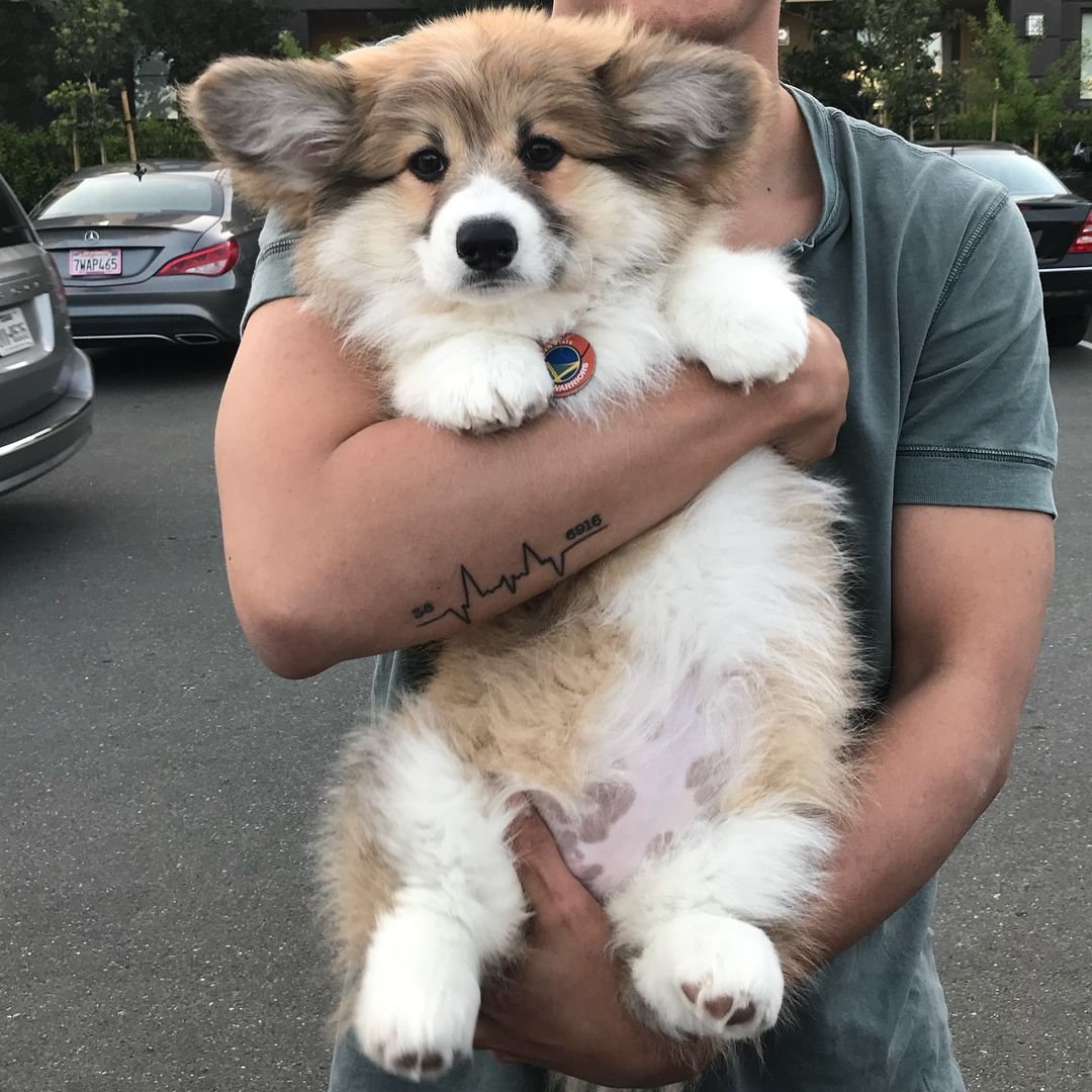 Грустный вельш корги кардиган