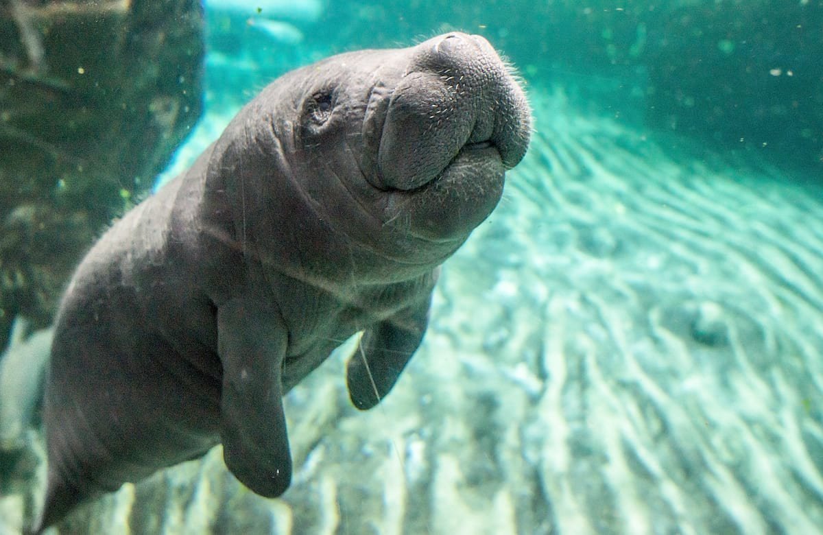 Ламантин морская корова