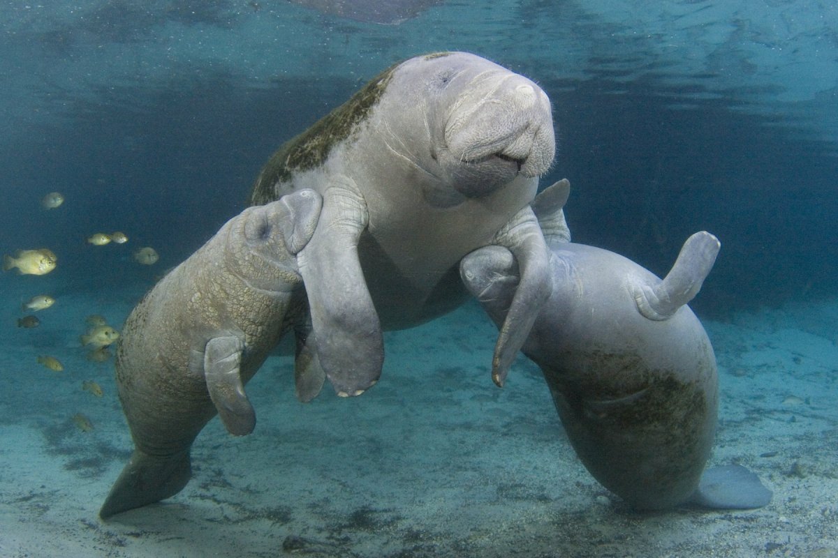 Ламантины лежбище