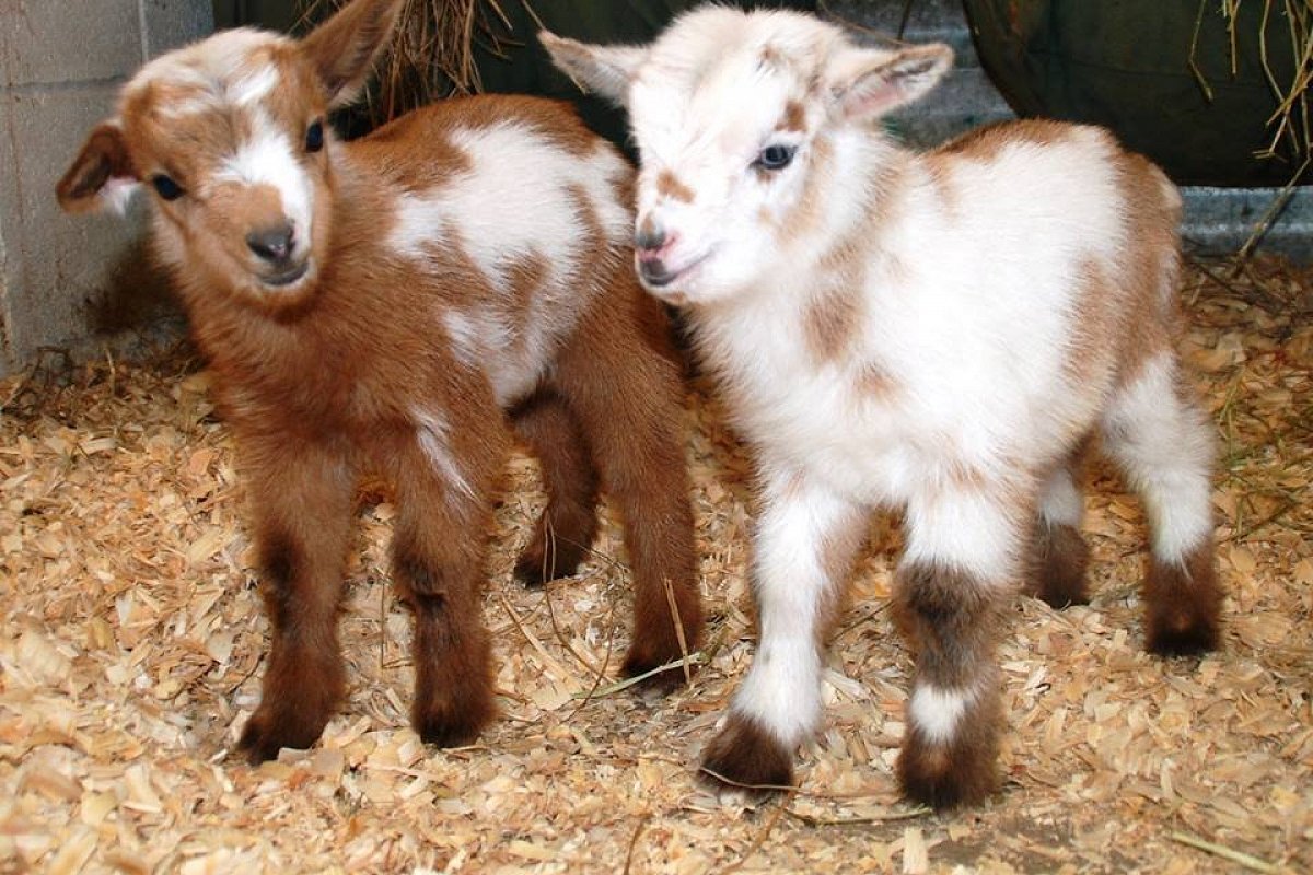 Мини коза белая