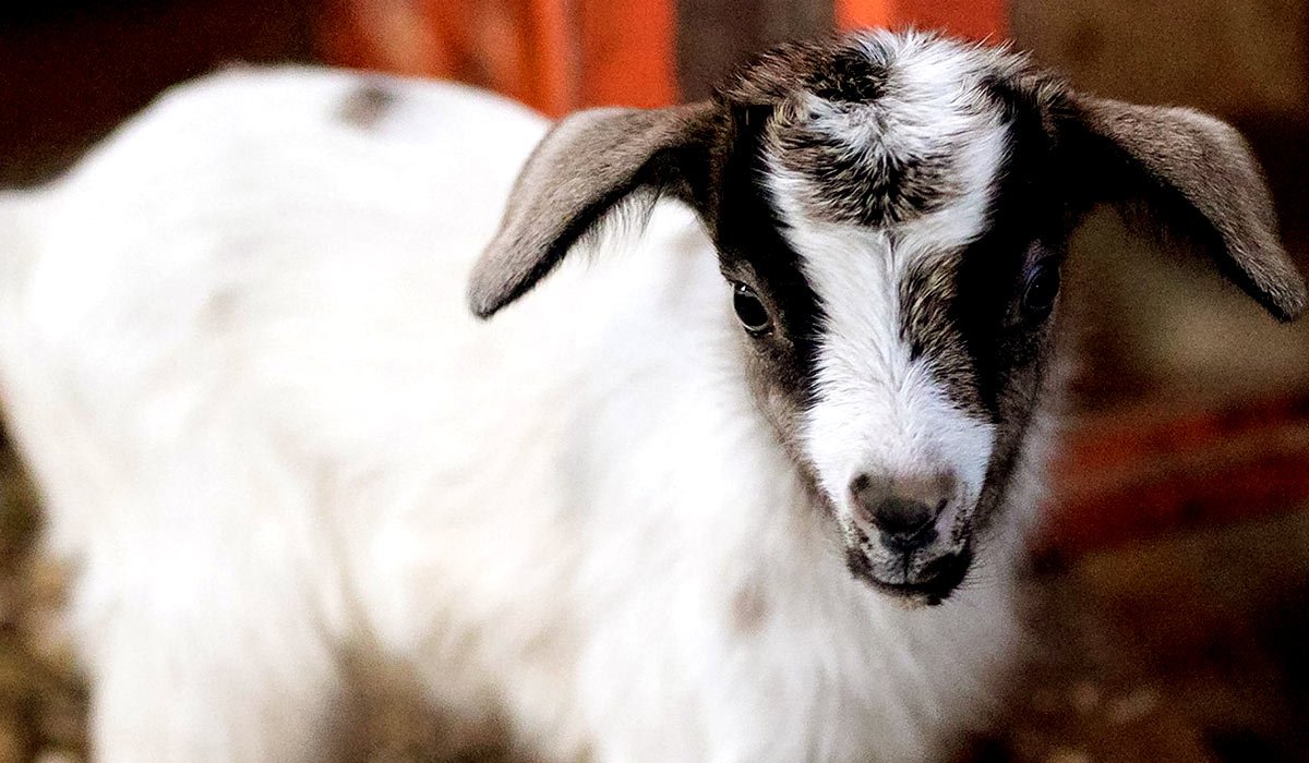 Камерунский козленок на ладони