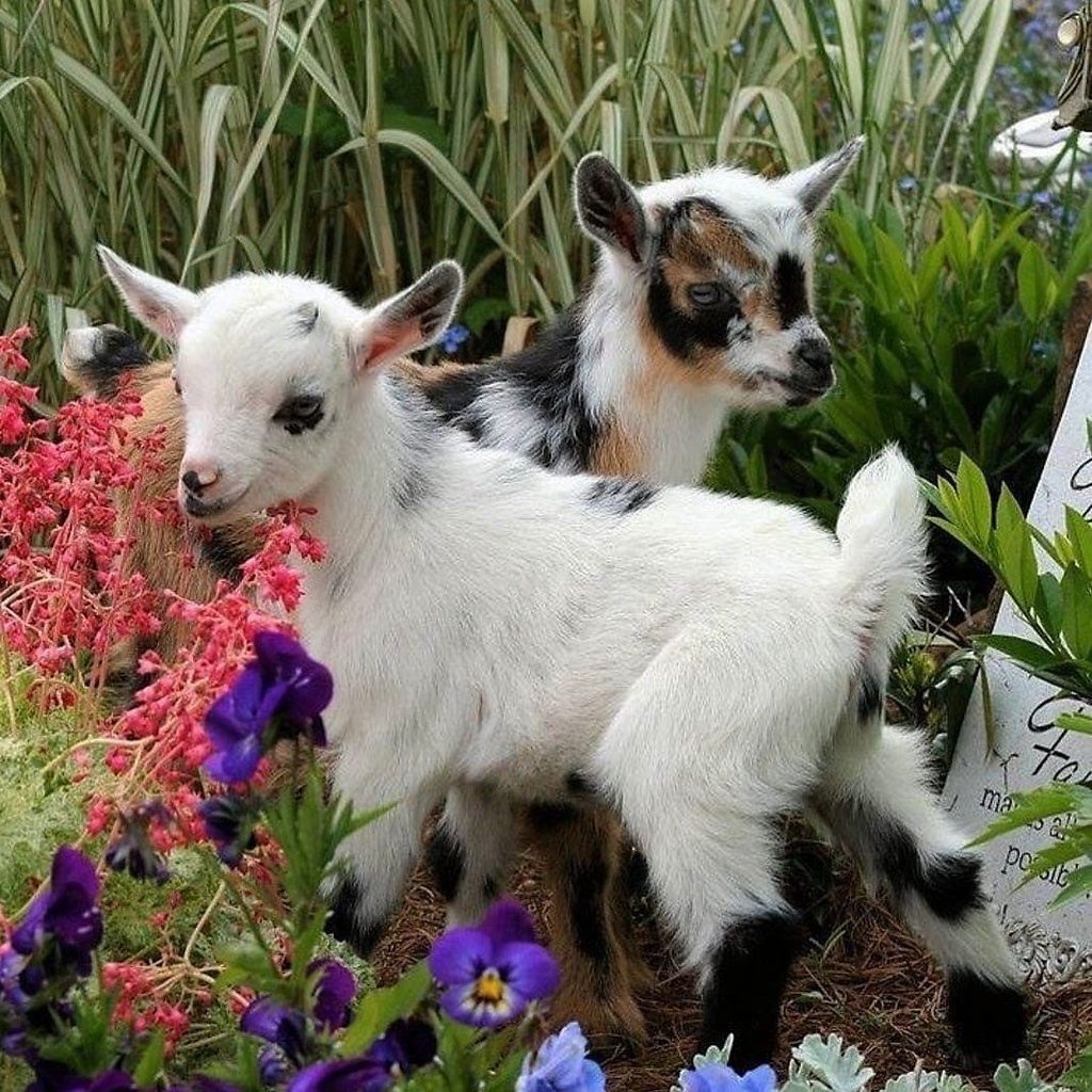 Козы породы Барбари