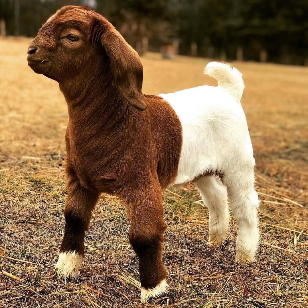 Бурская порода коз