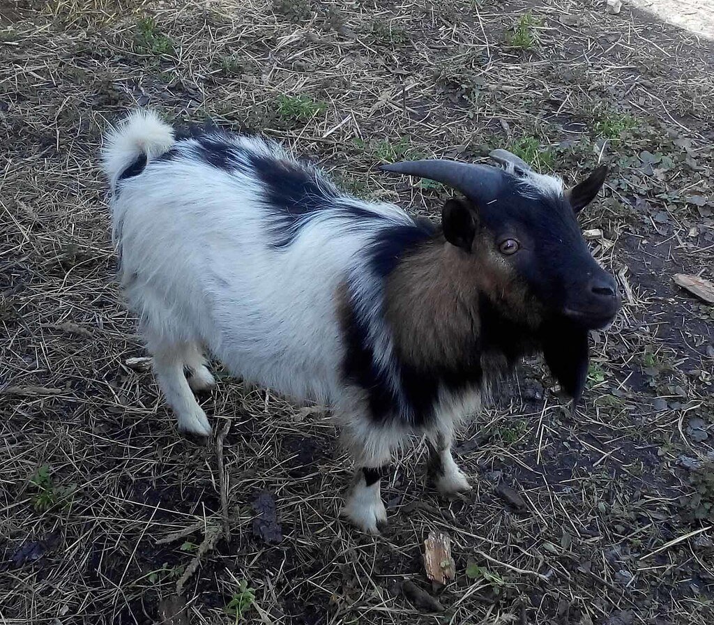 Камерунская порода коз