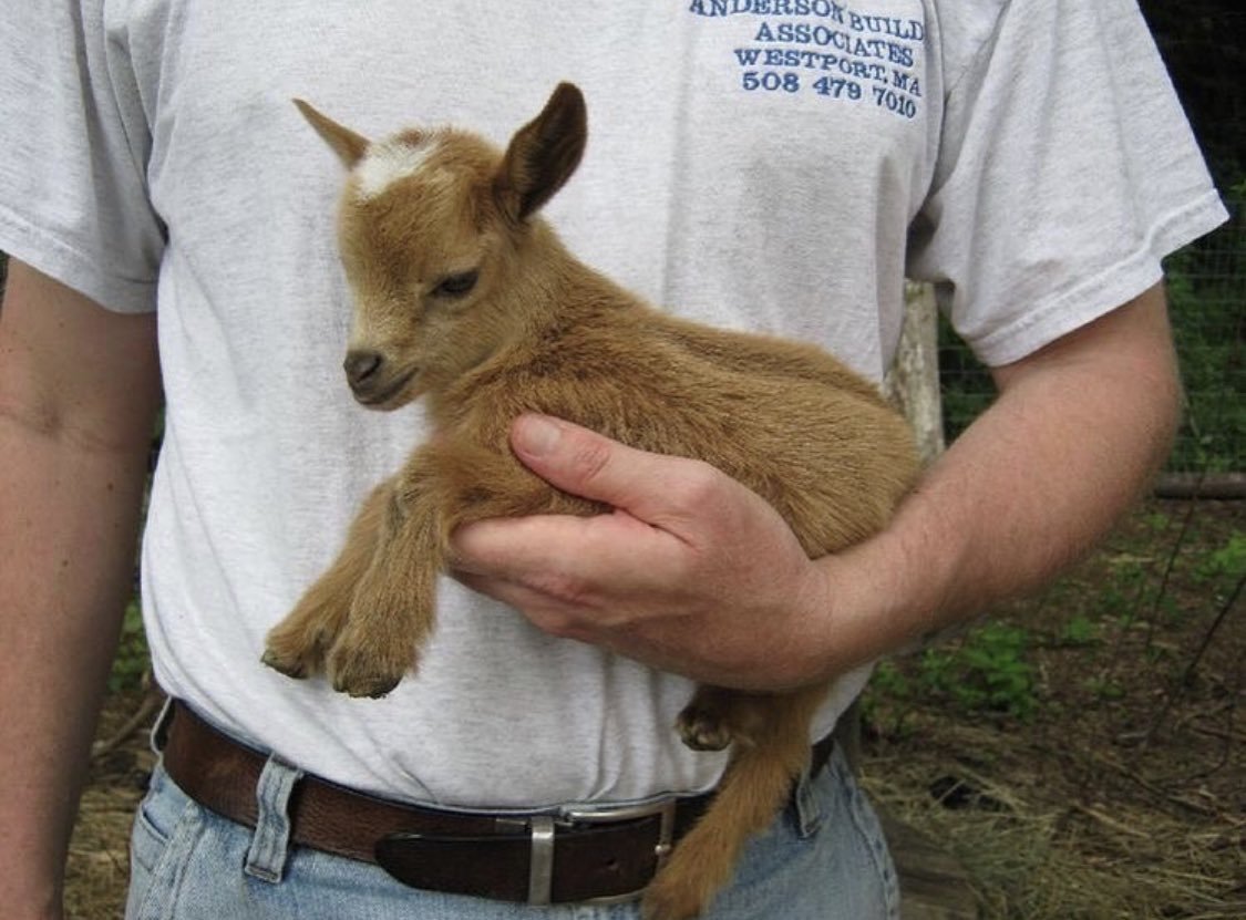 Самые маленькие козы