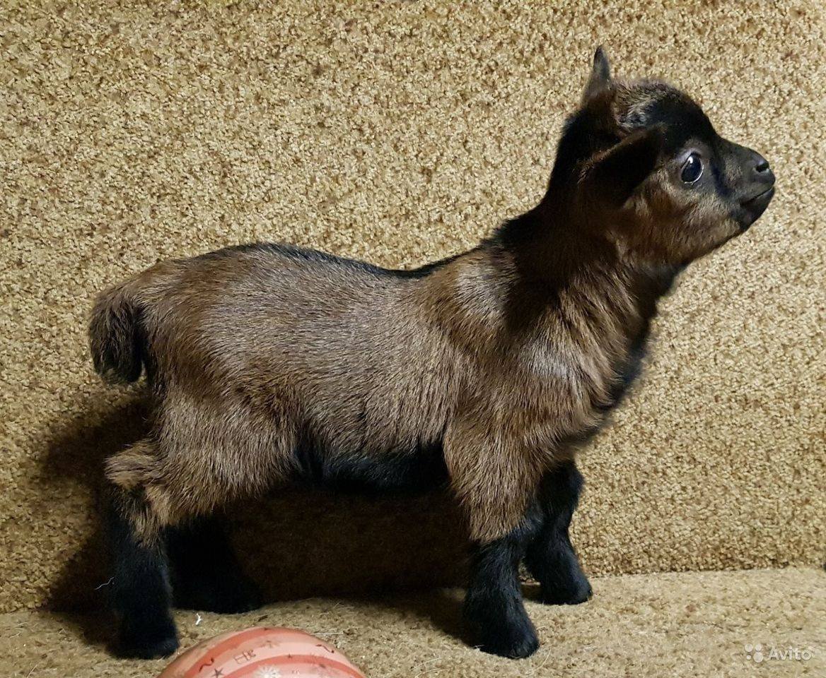 Камерунский карликовый козлик