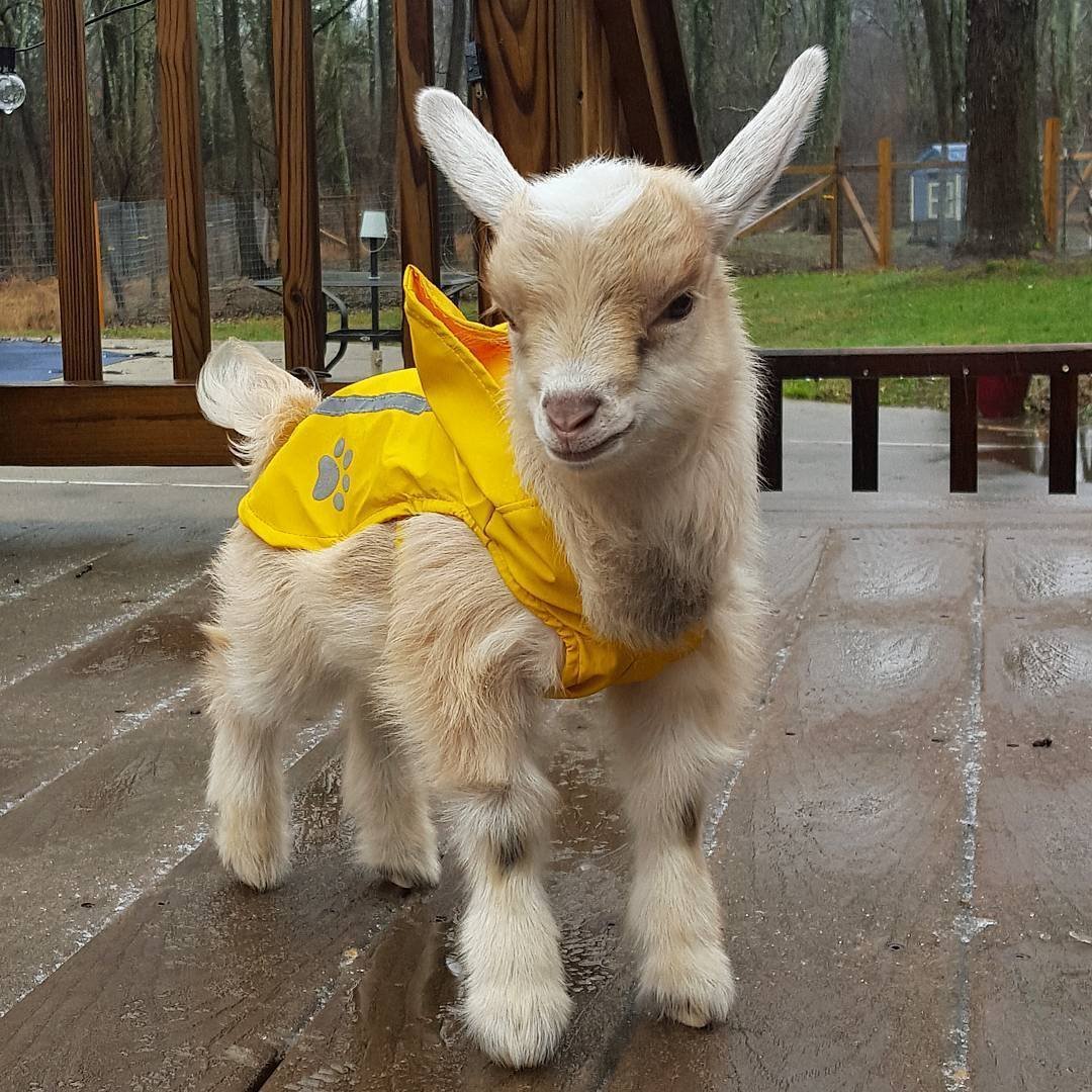 Декоративные козочки