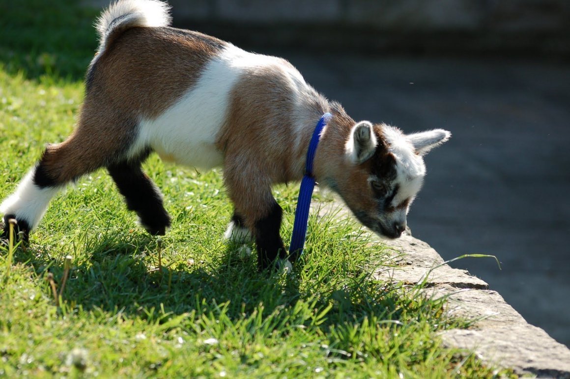 American Pygmy Goat