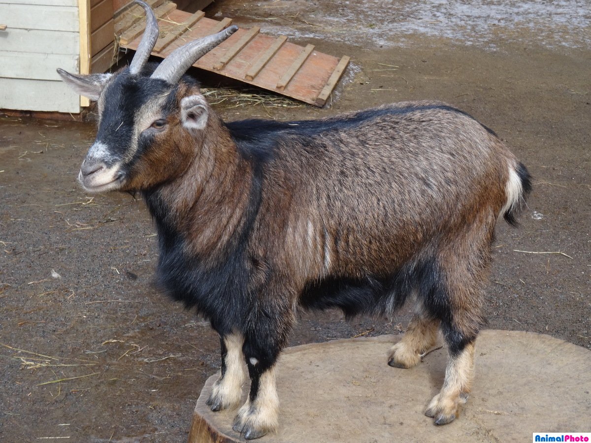 Камерунские козы