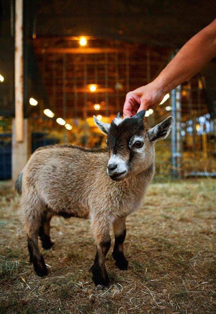 Карликовая коза Пигмей