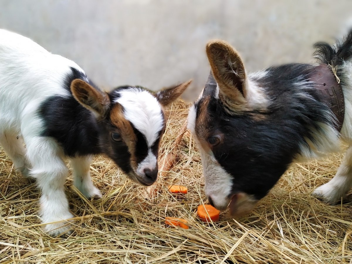 Камерунские козы