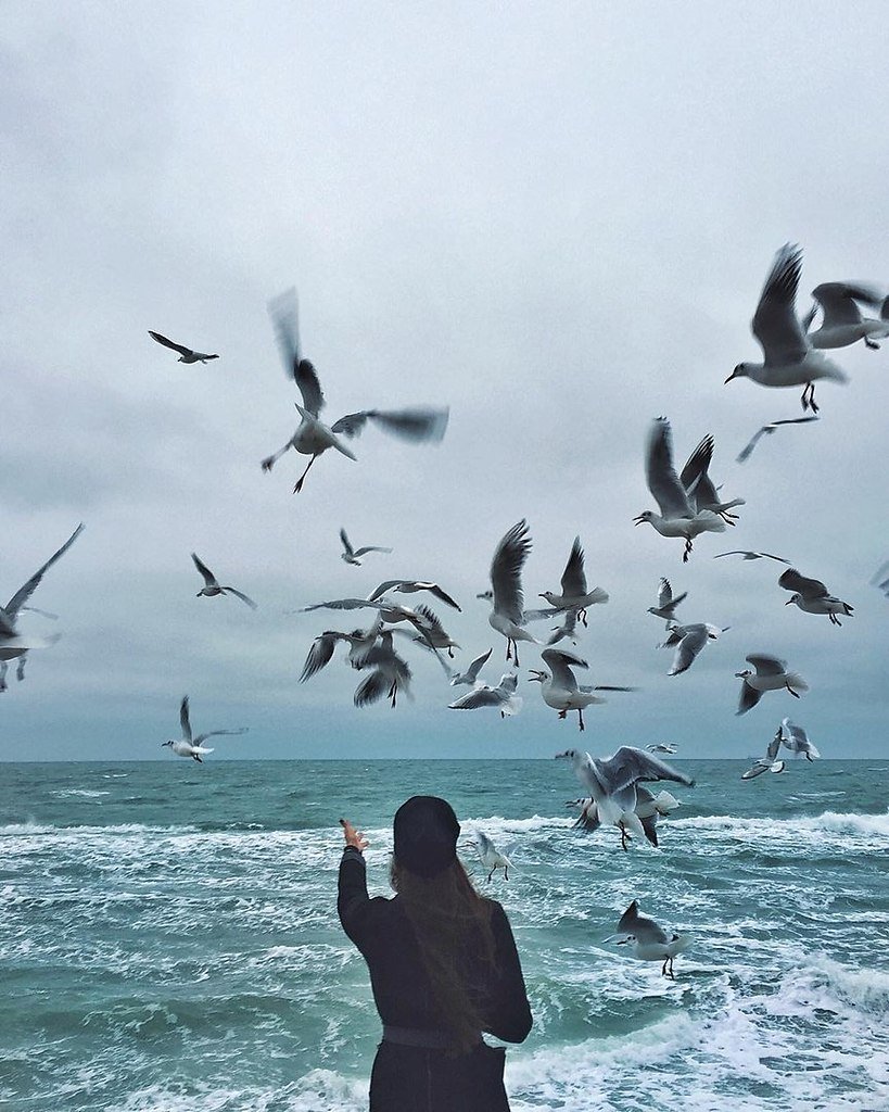 Море, птицы, человек