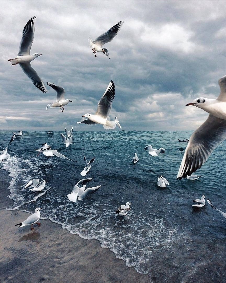 Чайки на воде