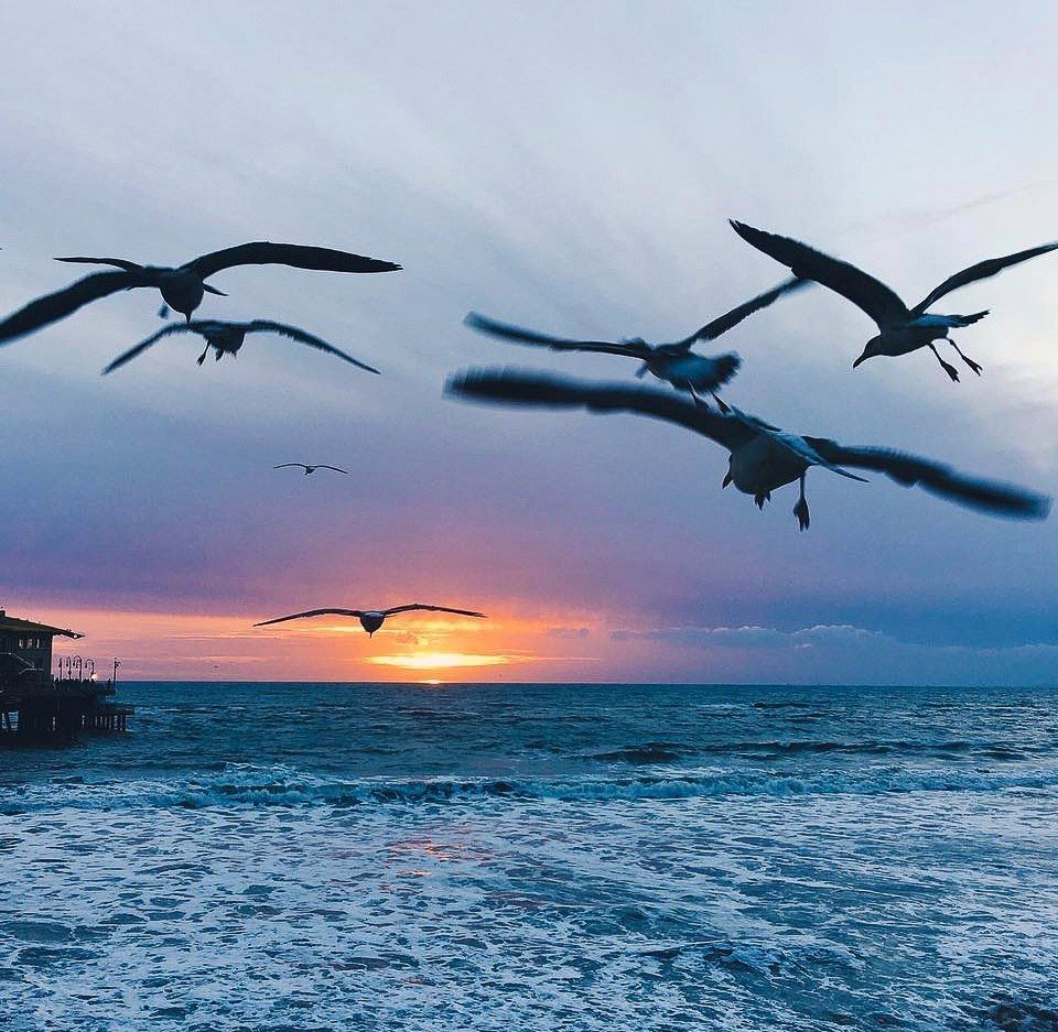 Птицы в небе над морем