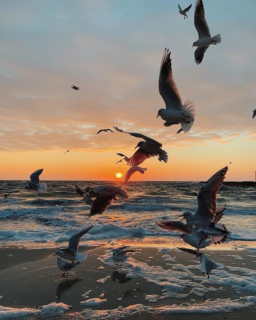 Море с чайками