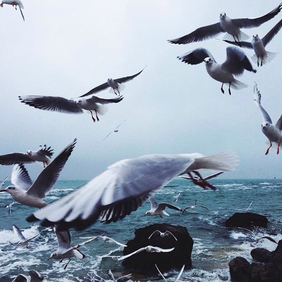 Чайки Эстетика