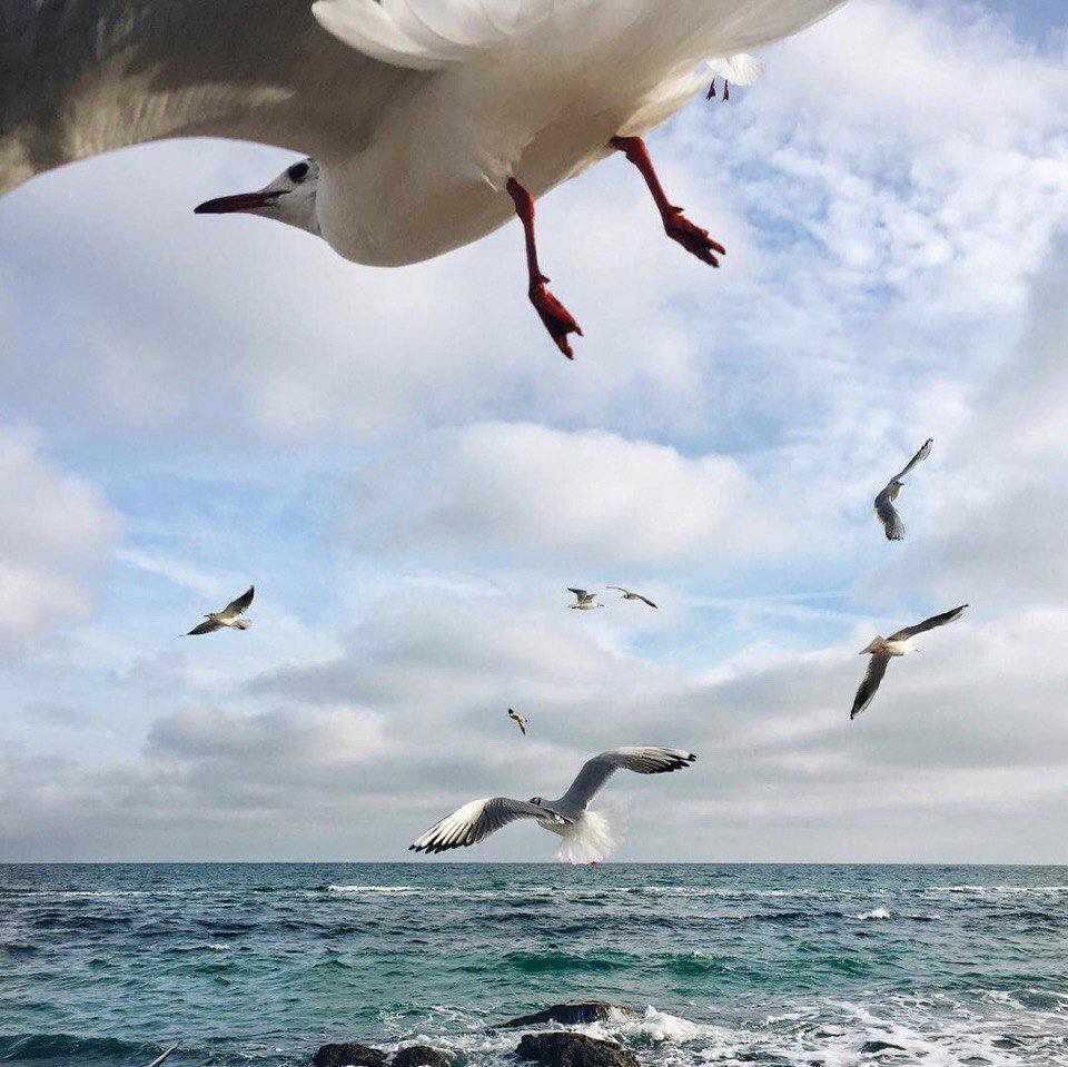 Море Чайки шум прибоя