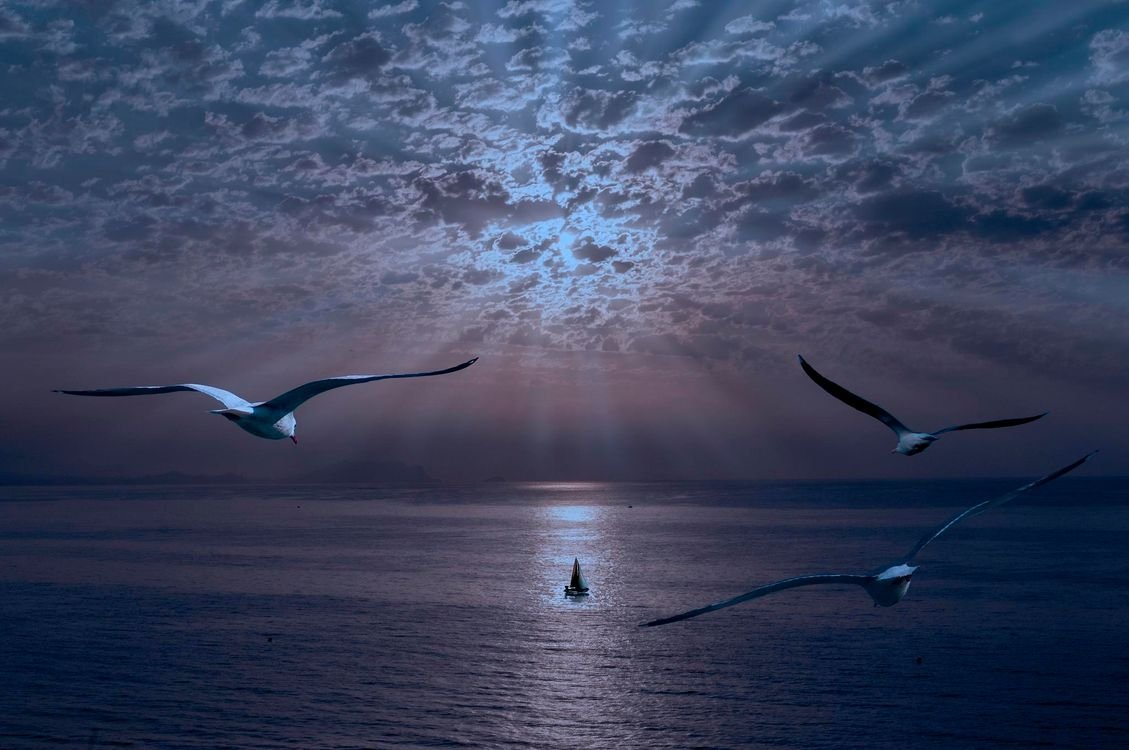 Птицы в небе