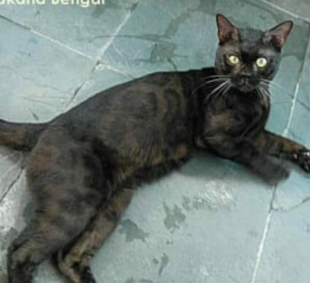 Мы хотим взять бенгальскую кошку