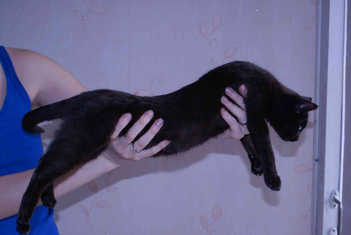 Новорожденные тигрята окрас меланист