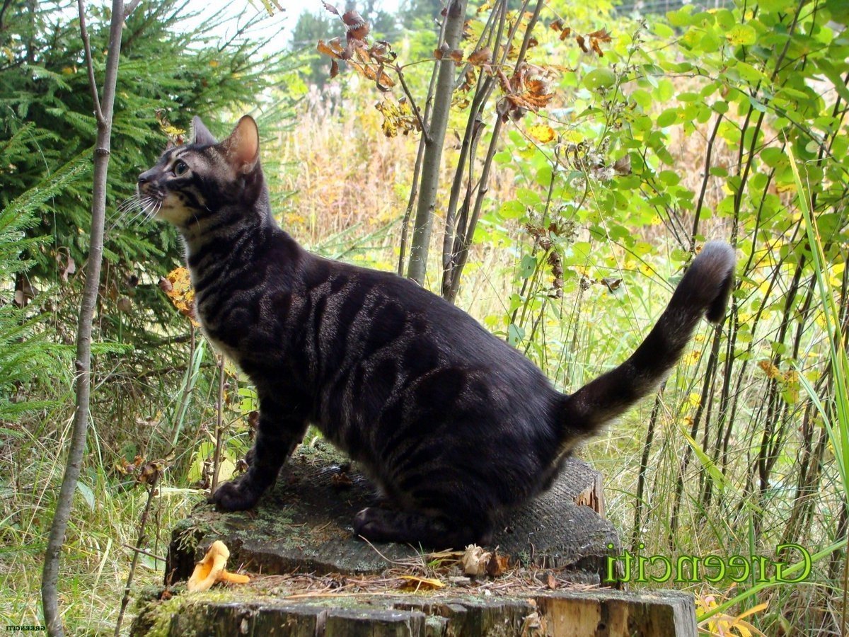 Ягуар меланист в джунглях Бразилии