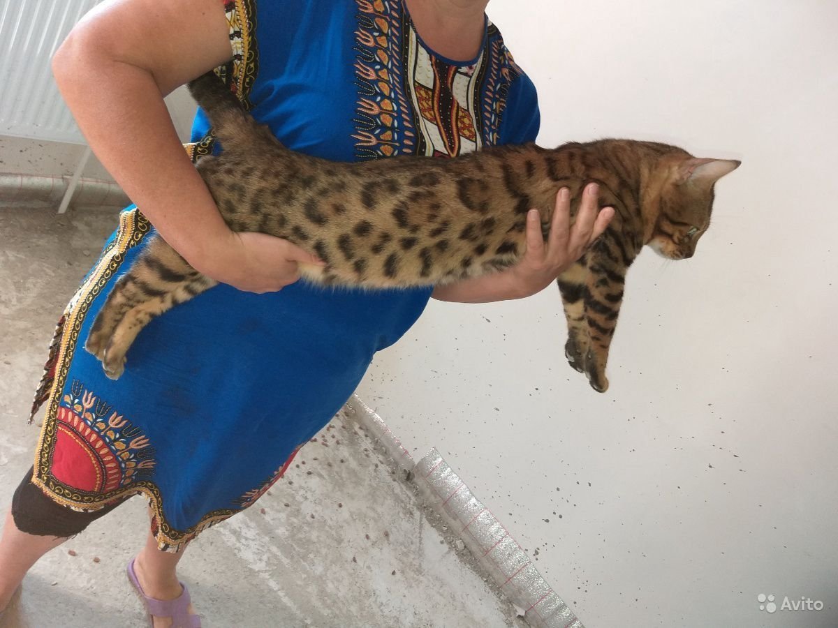 Бенгальская кошка меланистик