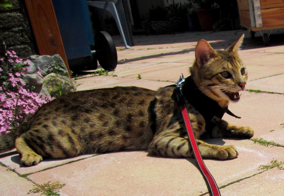 Бенгальская кошка меланистик