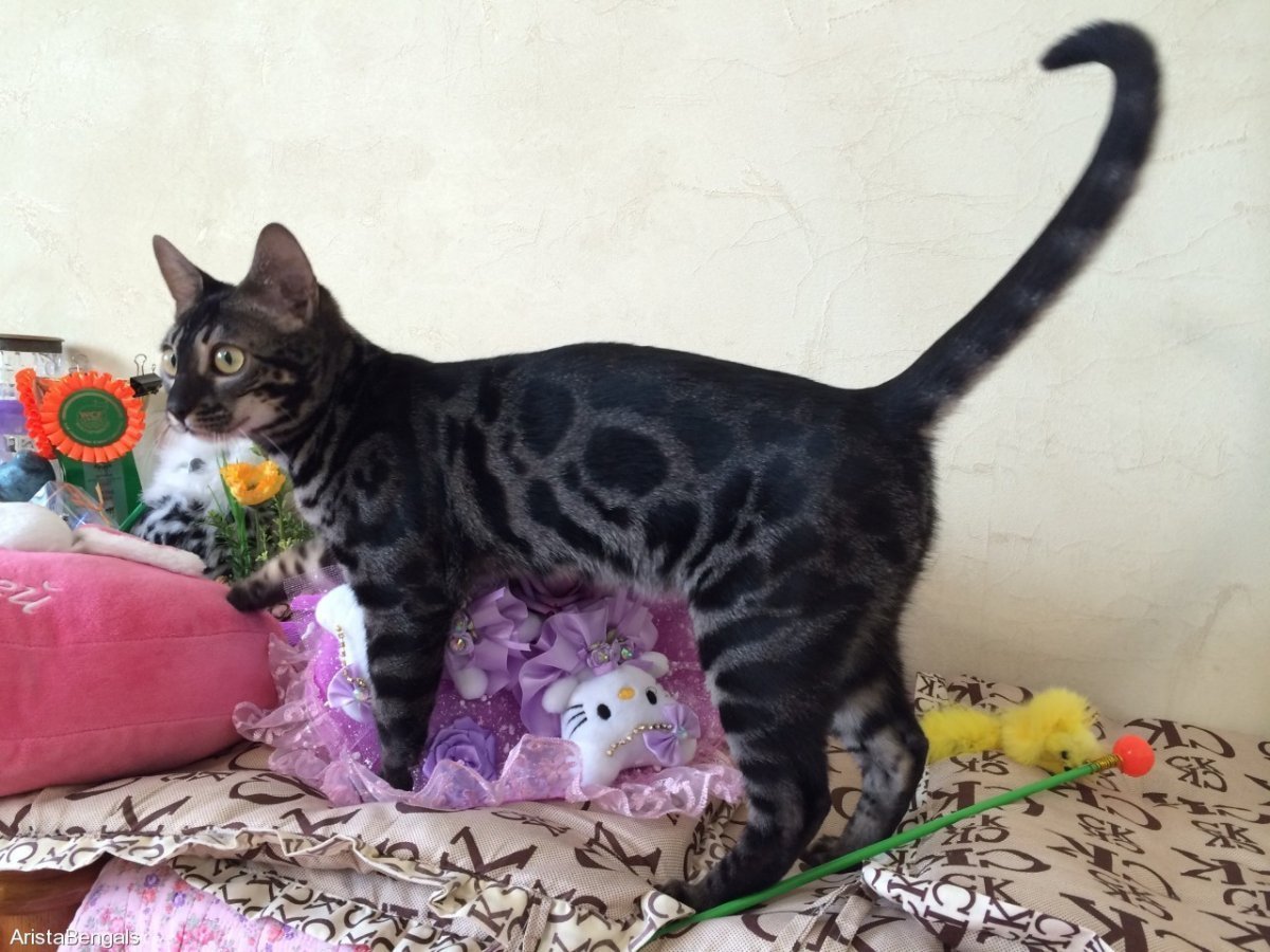 Саванна меланистик