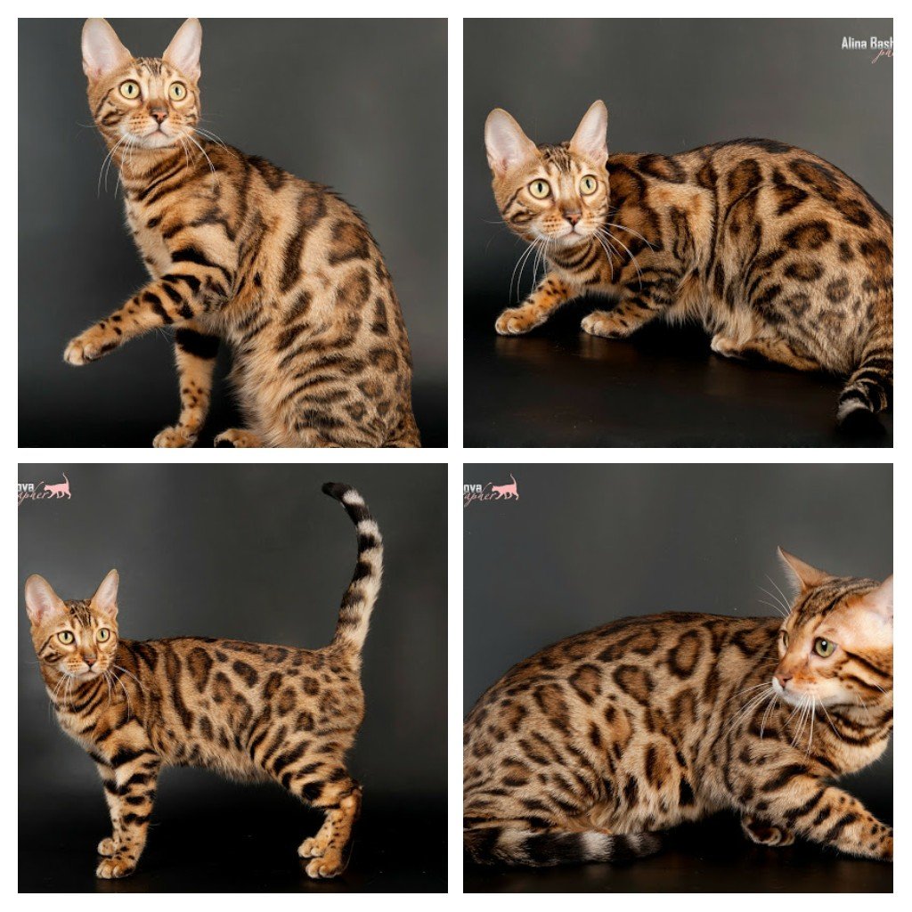 Бенгальская кошка меланистик