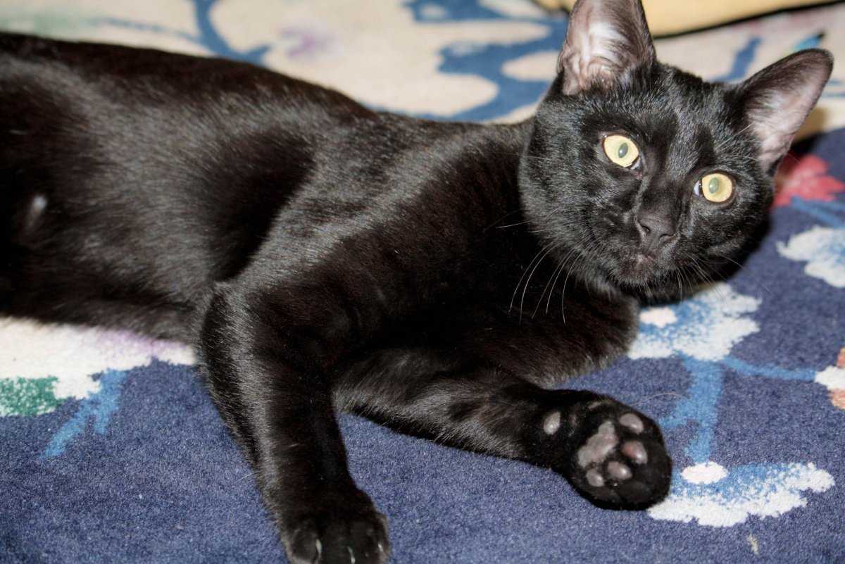 Бенгальская кошка меланистик