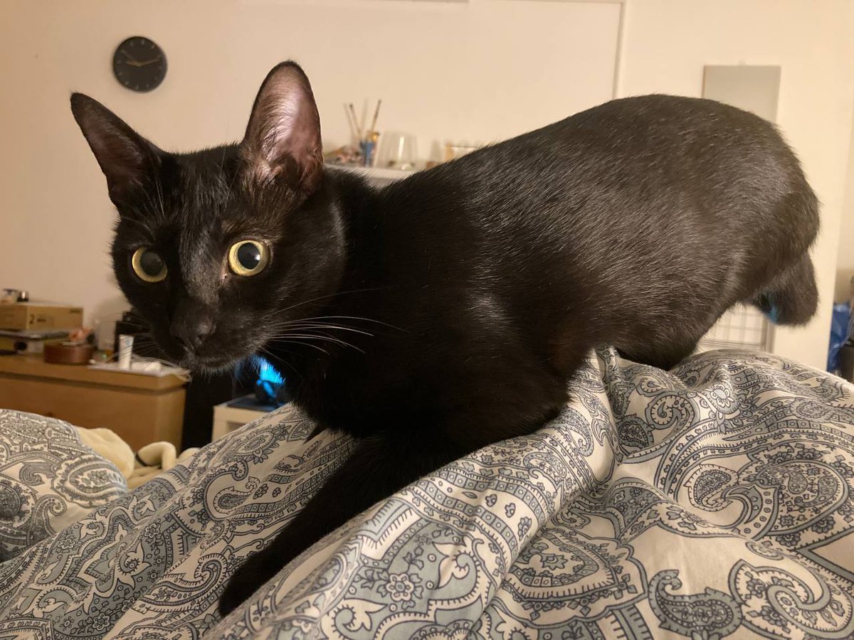 Оцелот кошка домашняя