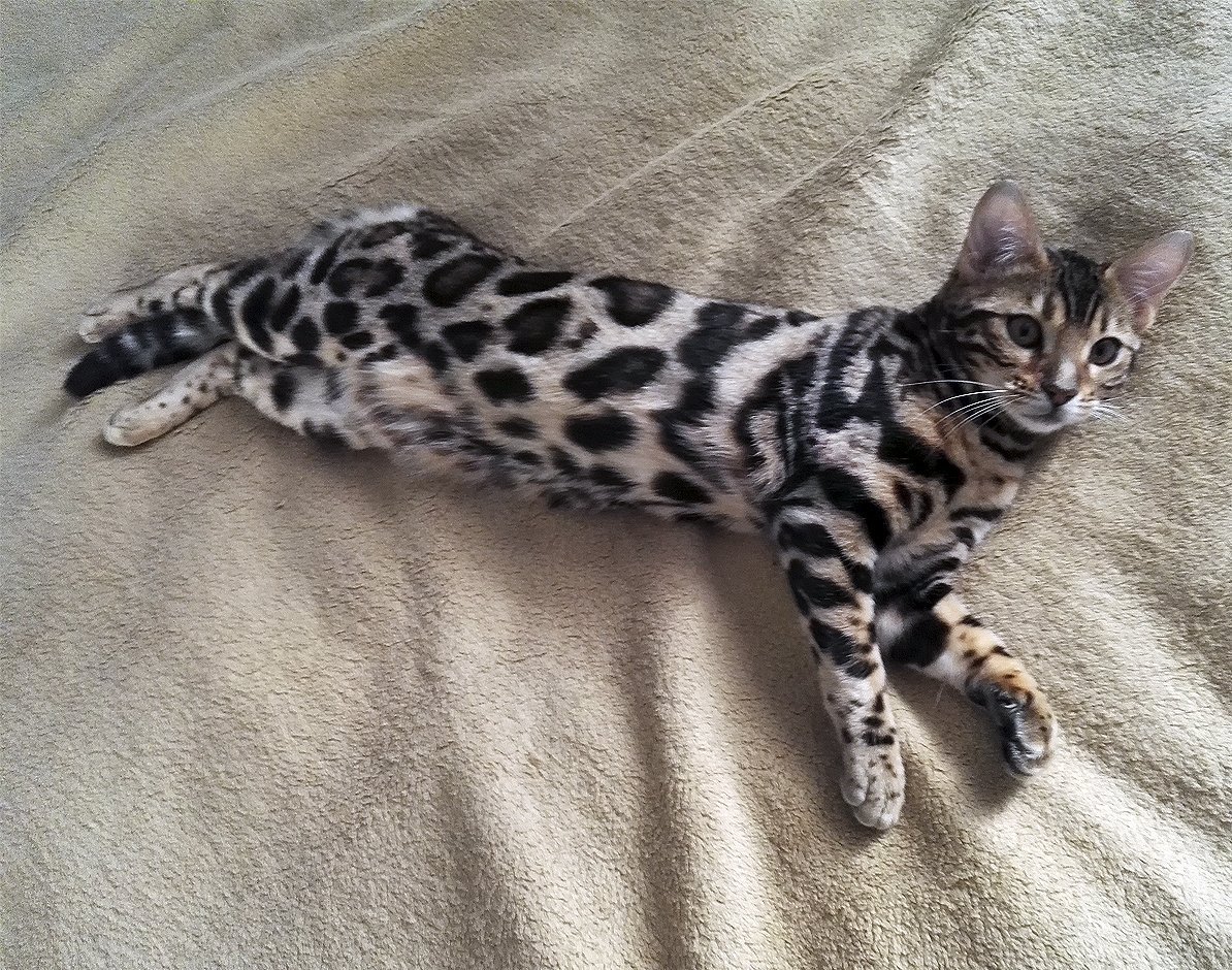 Бельгийский кот темный