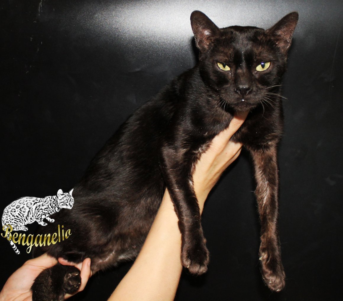 Бенгальская кошка меланистик