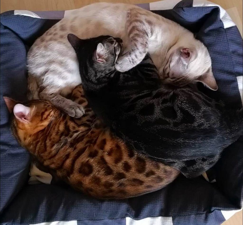 Бенгальская кошка меланистик черная пантера