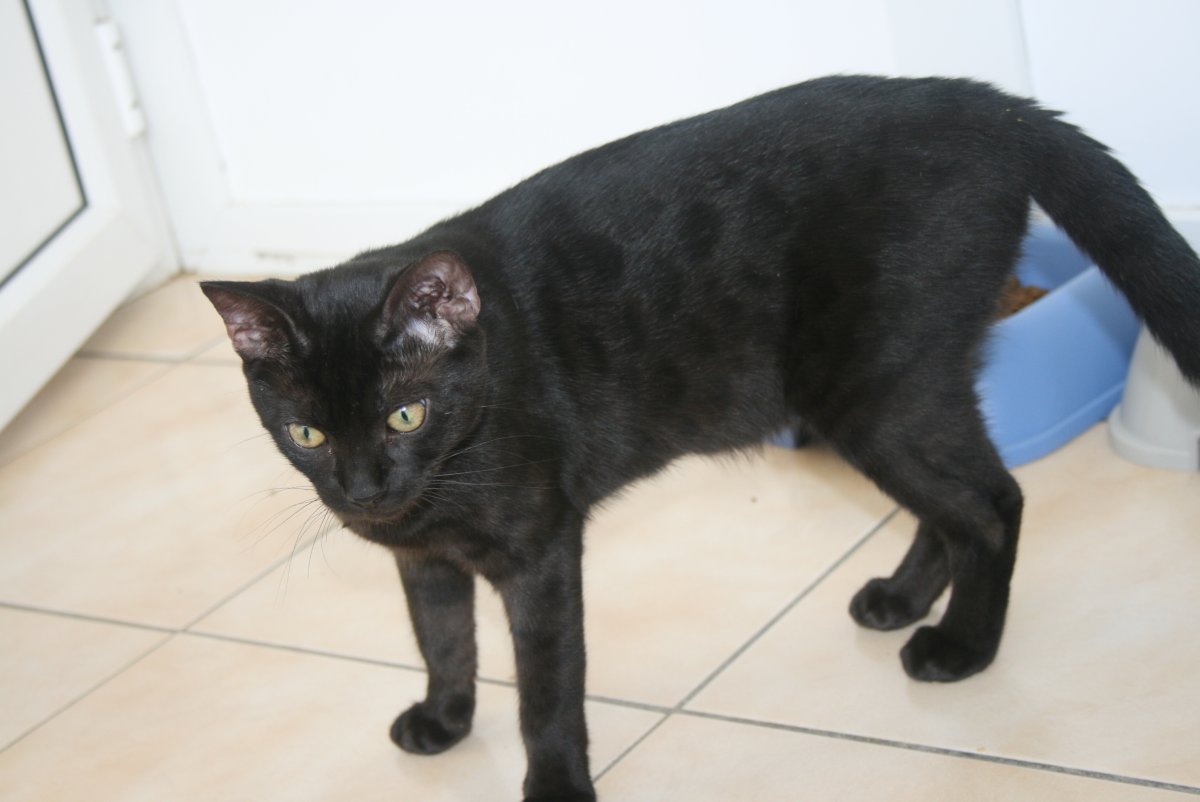 Бенгальский кот анфас