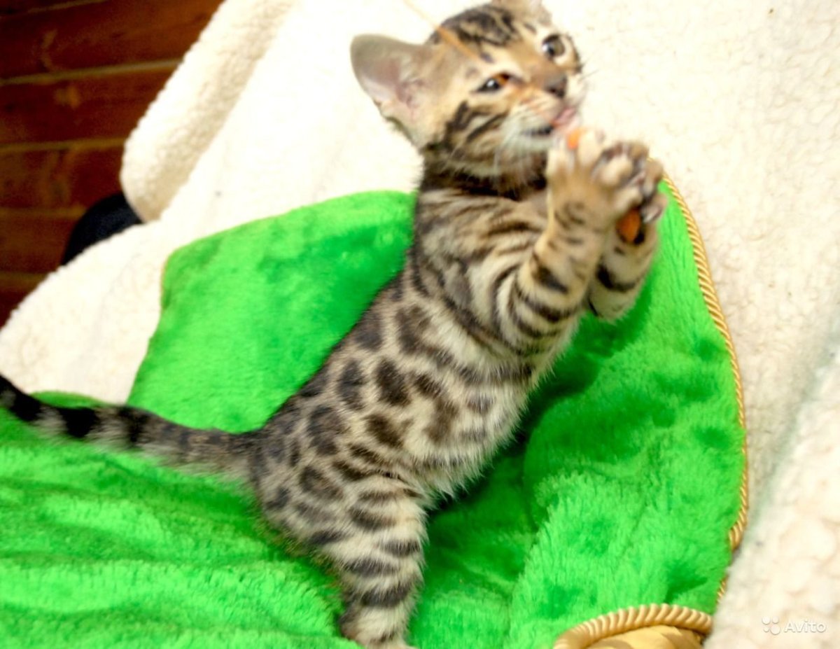 Бенгал меланистик выставка